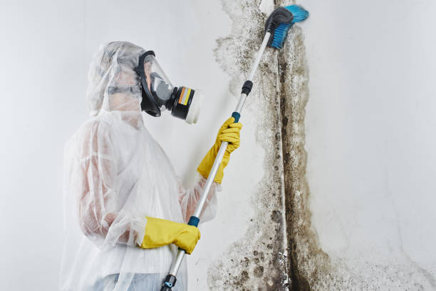 Best Local Mold Removal Service  in West Glendive, MT